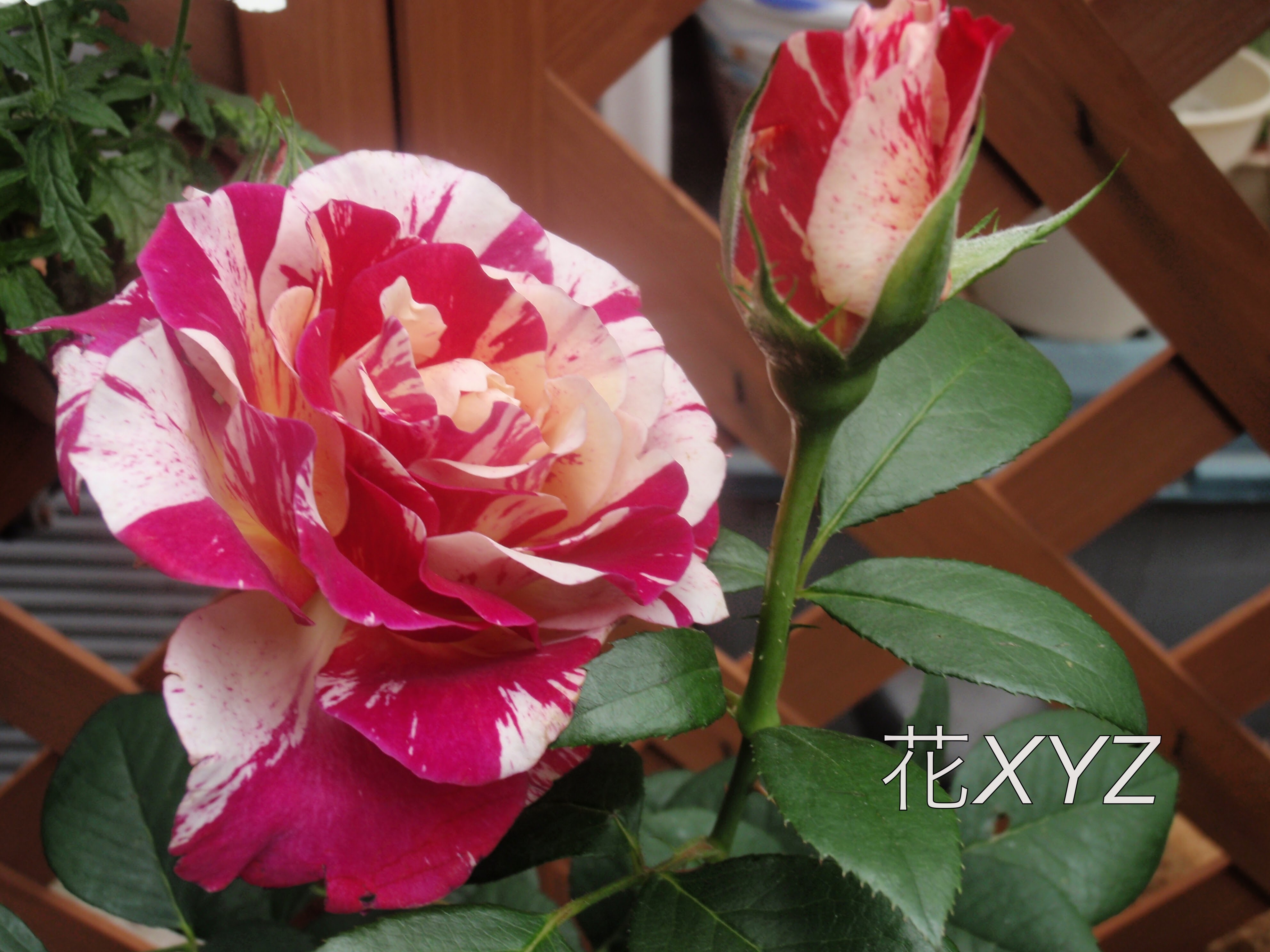 薔薇コレクション24 | 花.XYZ